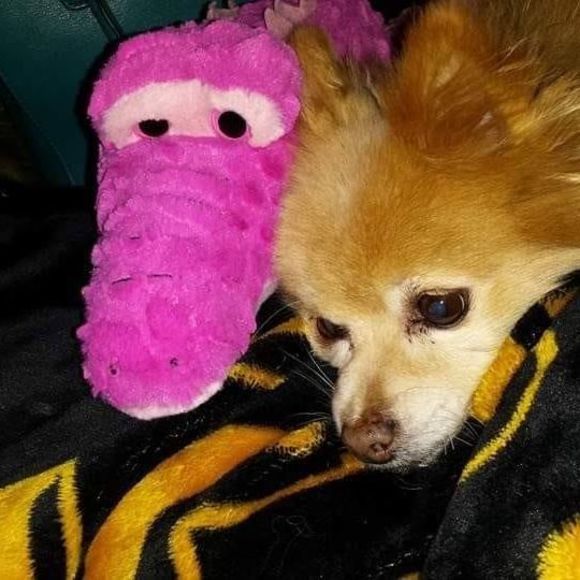 Meet your Posher, Stephanie - Picture 1 of 1